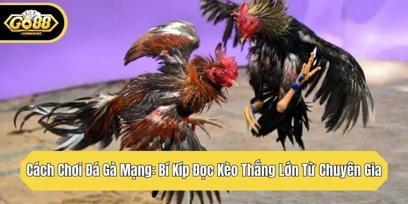 cách chowid dá gà mạng bí kíp đọc kèo thắng lớn từ chuyển gia