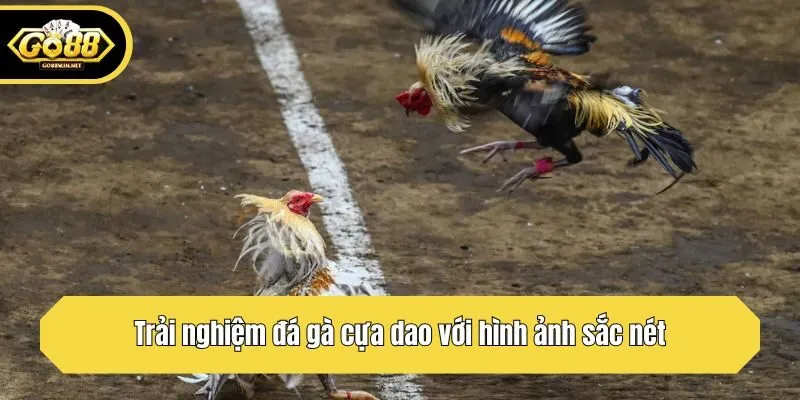 Trải nghiệm đá gà cựa dao với hình ảnh sắc nét